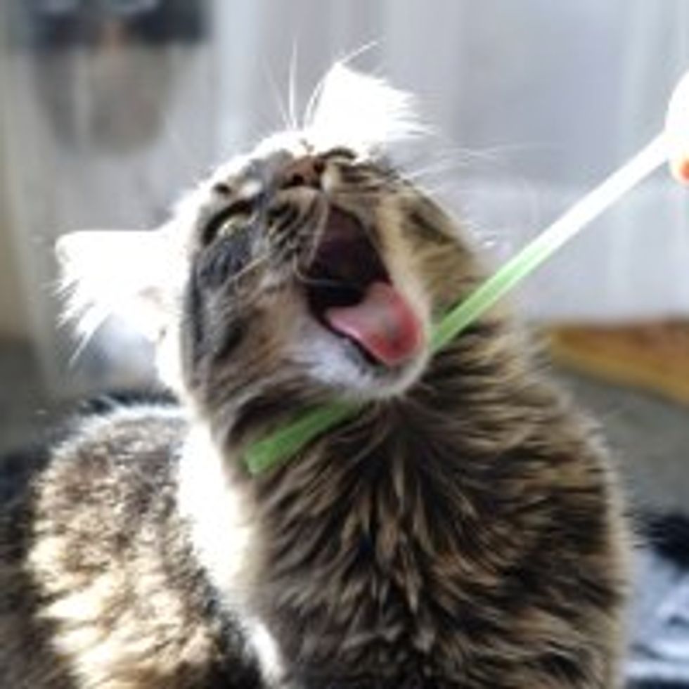 Kitty LOVES Straw!