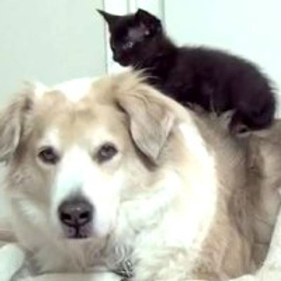 Foster Kitties and Their Canine Baby-sitter