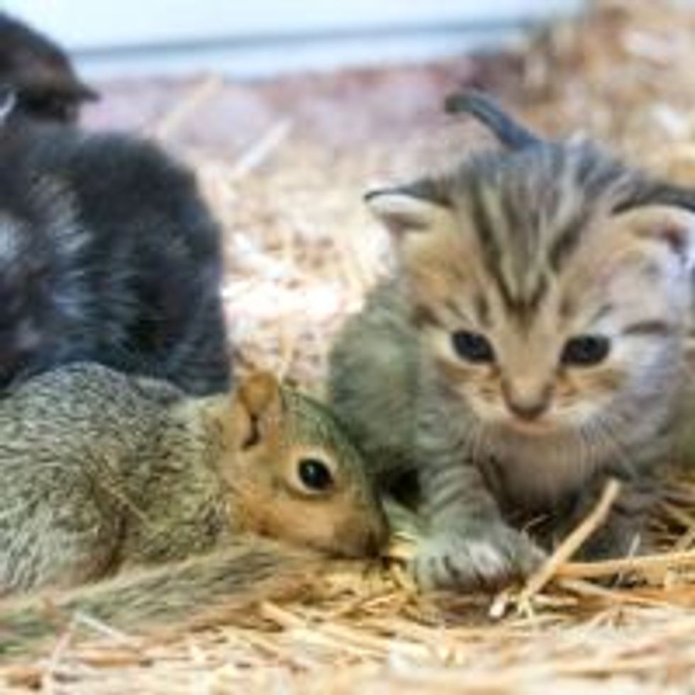 Cat Mama Adopts and Nurses Orphan Squirrel
