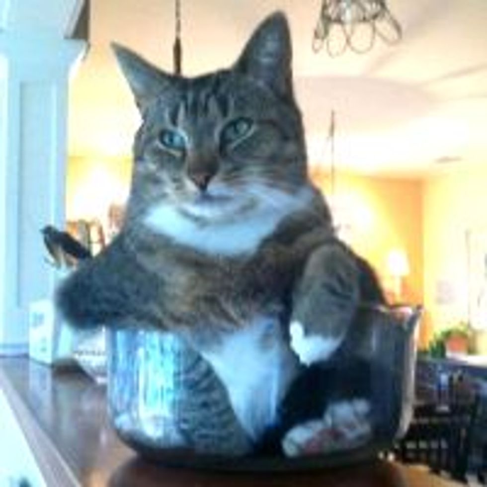 Kitty Likes to Sit in Small Bowls, Like a Boss