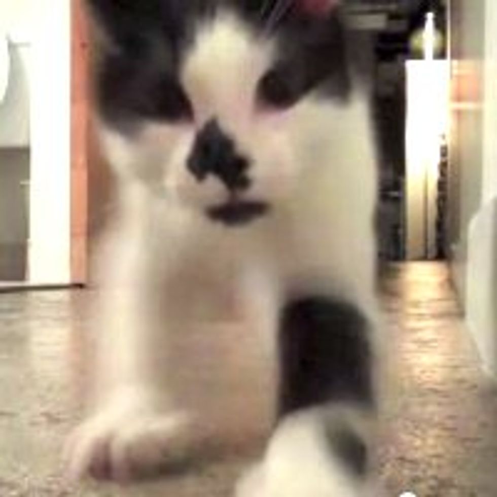 Kitten's Dance of Intimidation