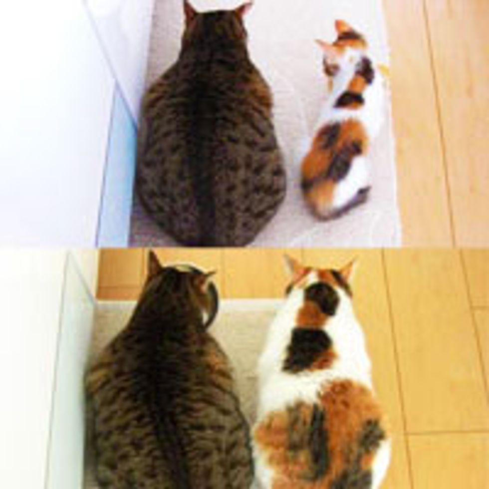Calico Kitty Catches Up in Size
