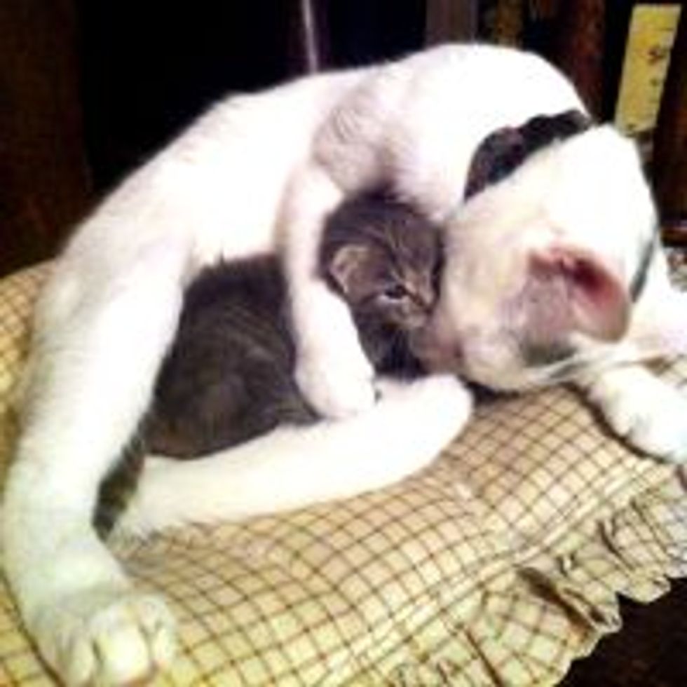 Orphan Kitten Finds New Mama, Love at First Sight