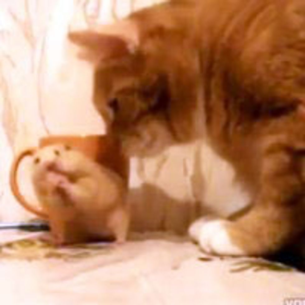 The Real Life Tom and Jerry