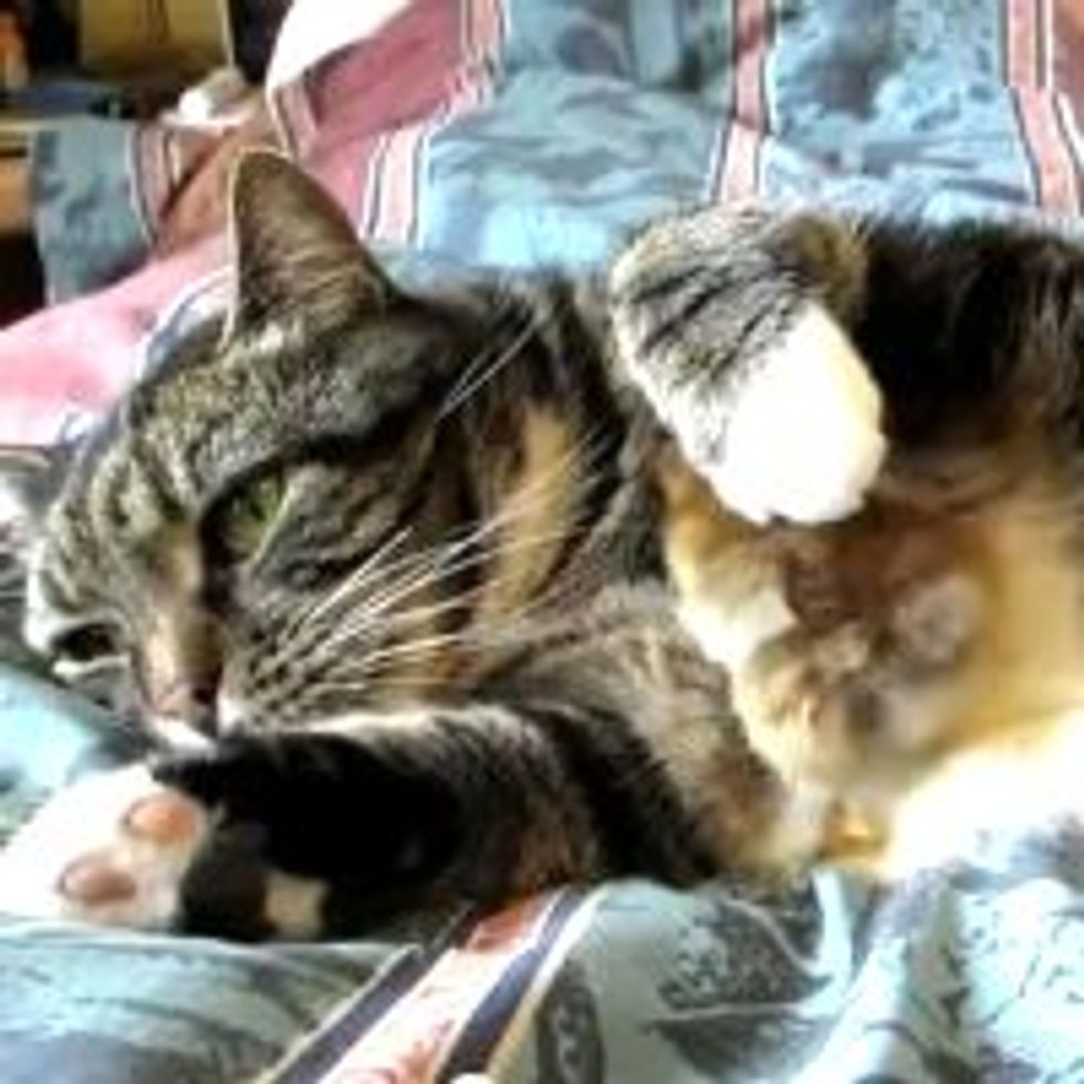 Chick Snuggles up with Cat