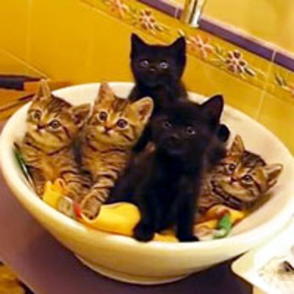 Synchronized Foster Kitties in the Sink