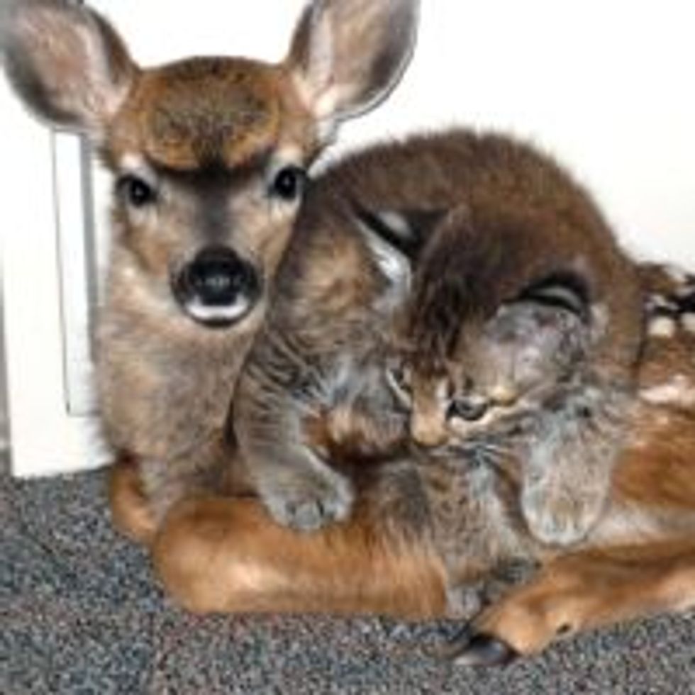 Bobcat Kitten and 3 Day Old Fawn Take Shelter Together After Wild Fire