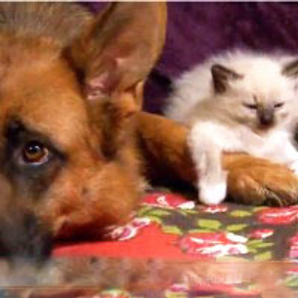 Kittens Befriend German Shepherd