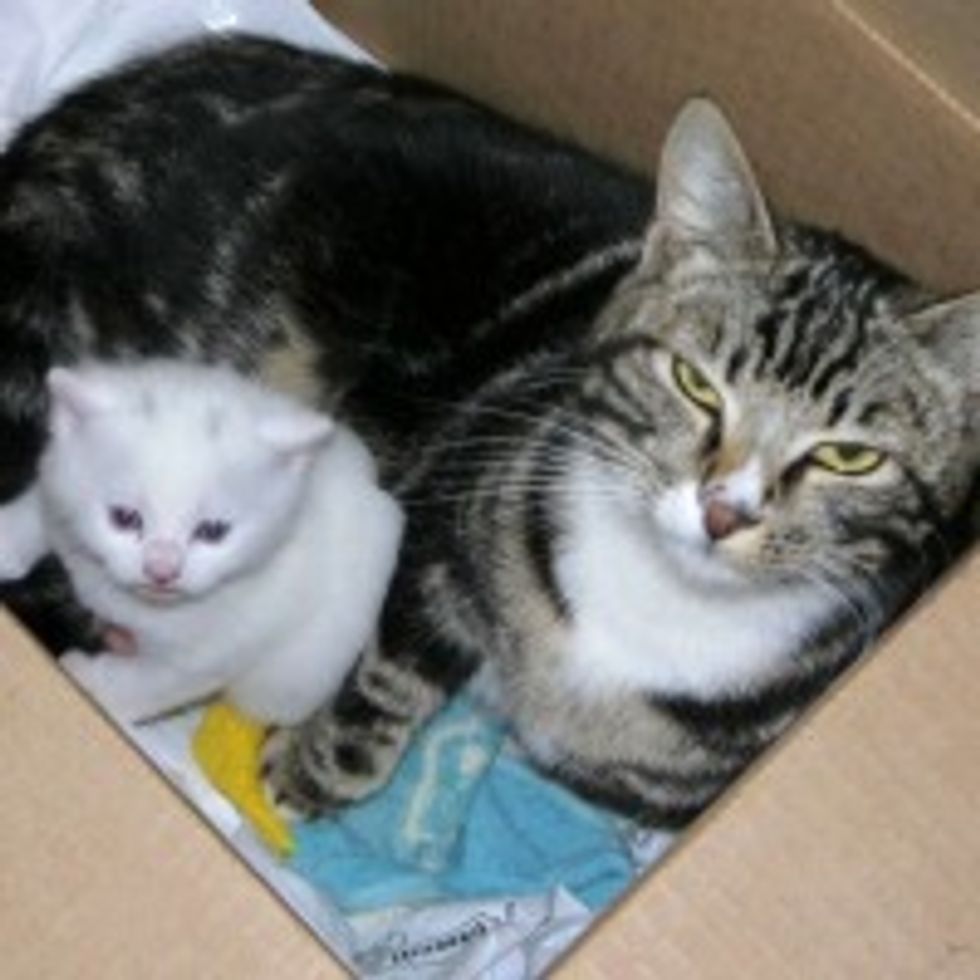 Stray Tabby Cat Mama and Her One White Kitten