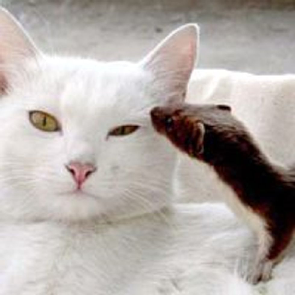 Cat Adopts Orphan Weasel