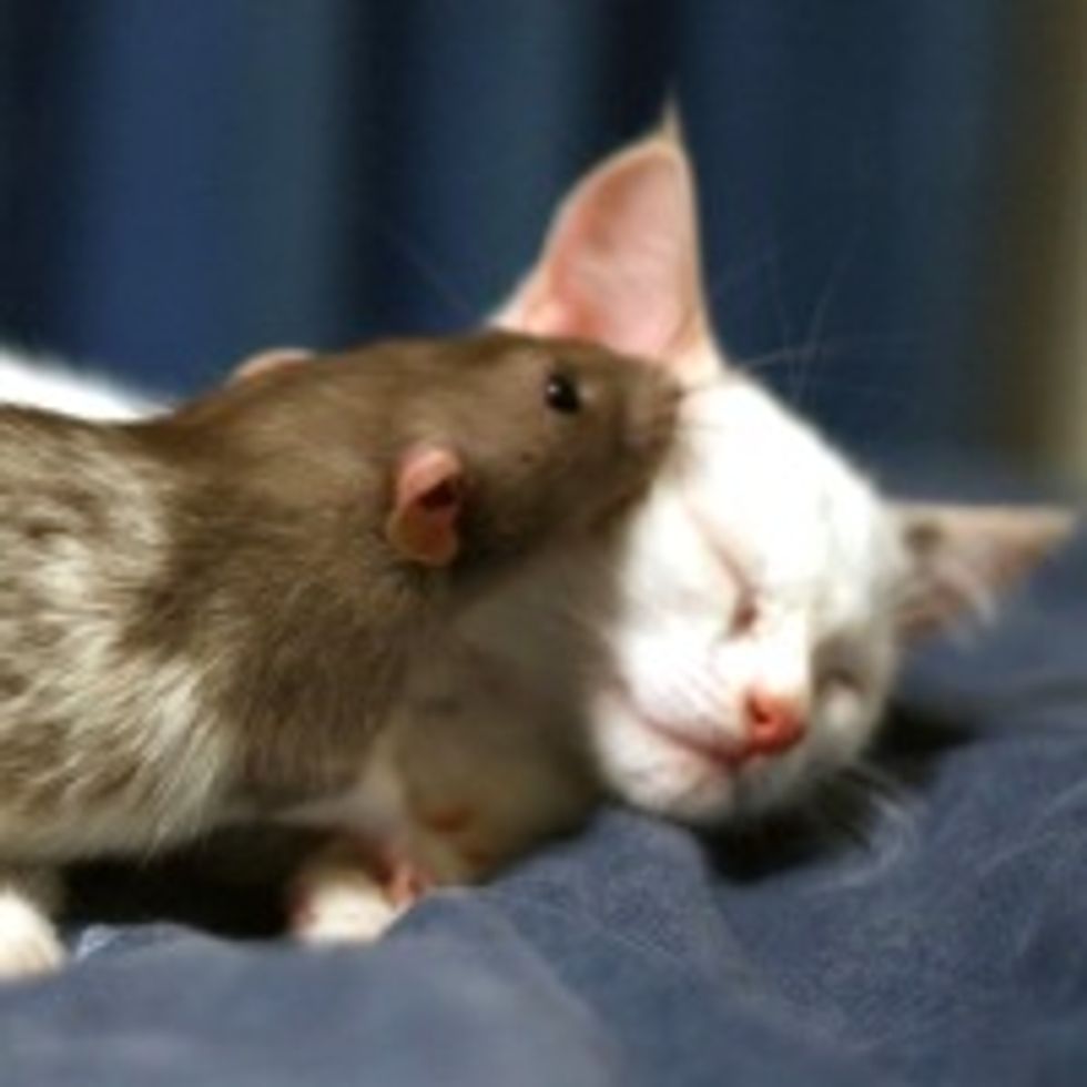 Adopted Kitten and Pet Rat Become Instant Best Friends