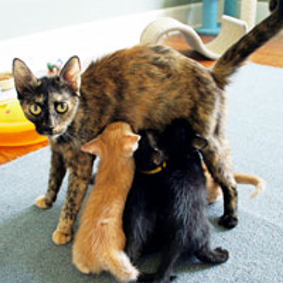 Abandoned Momcat Keeps Her Kittens Safe Until Rescue