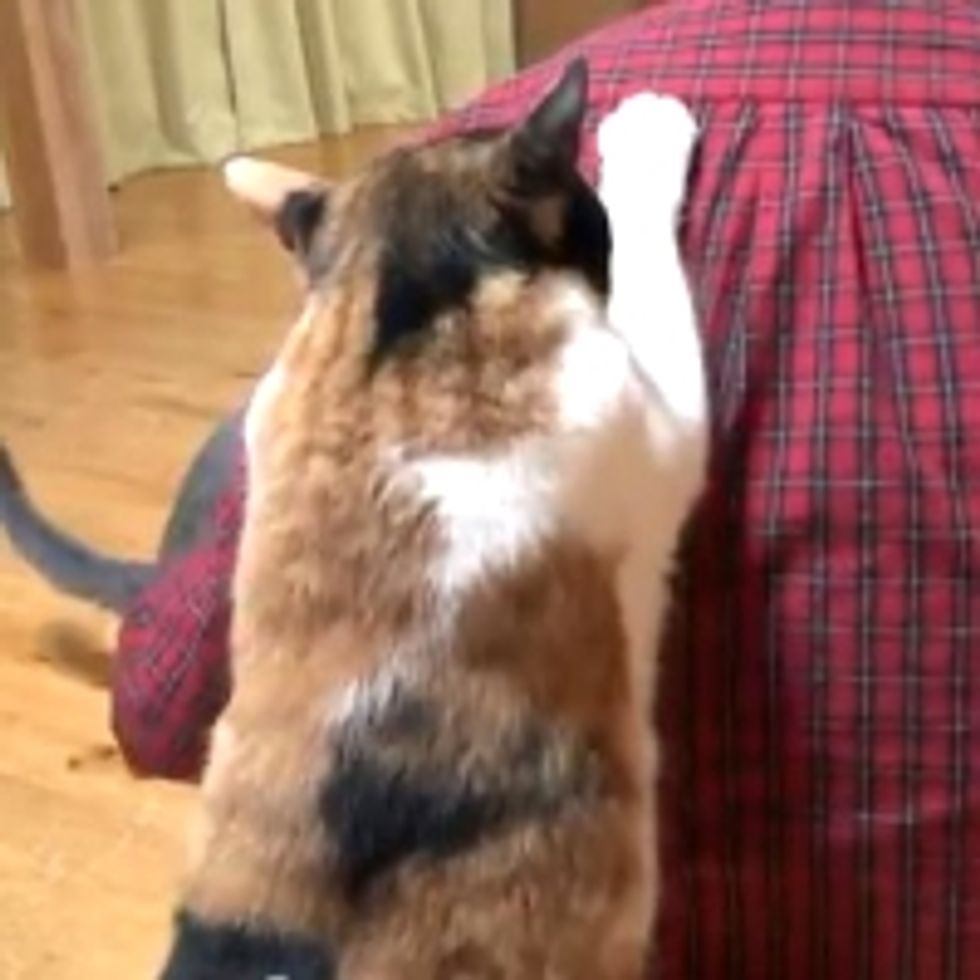 Kitty Gives Dad Back Rubs