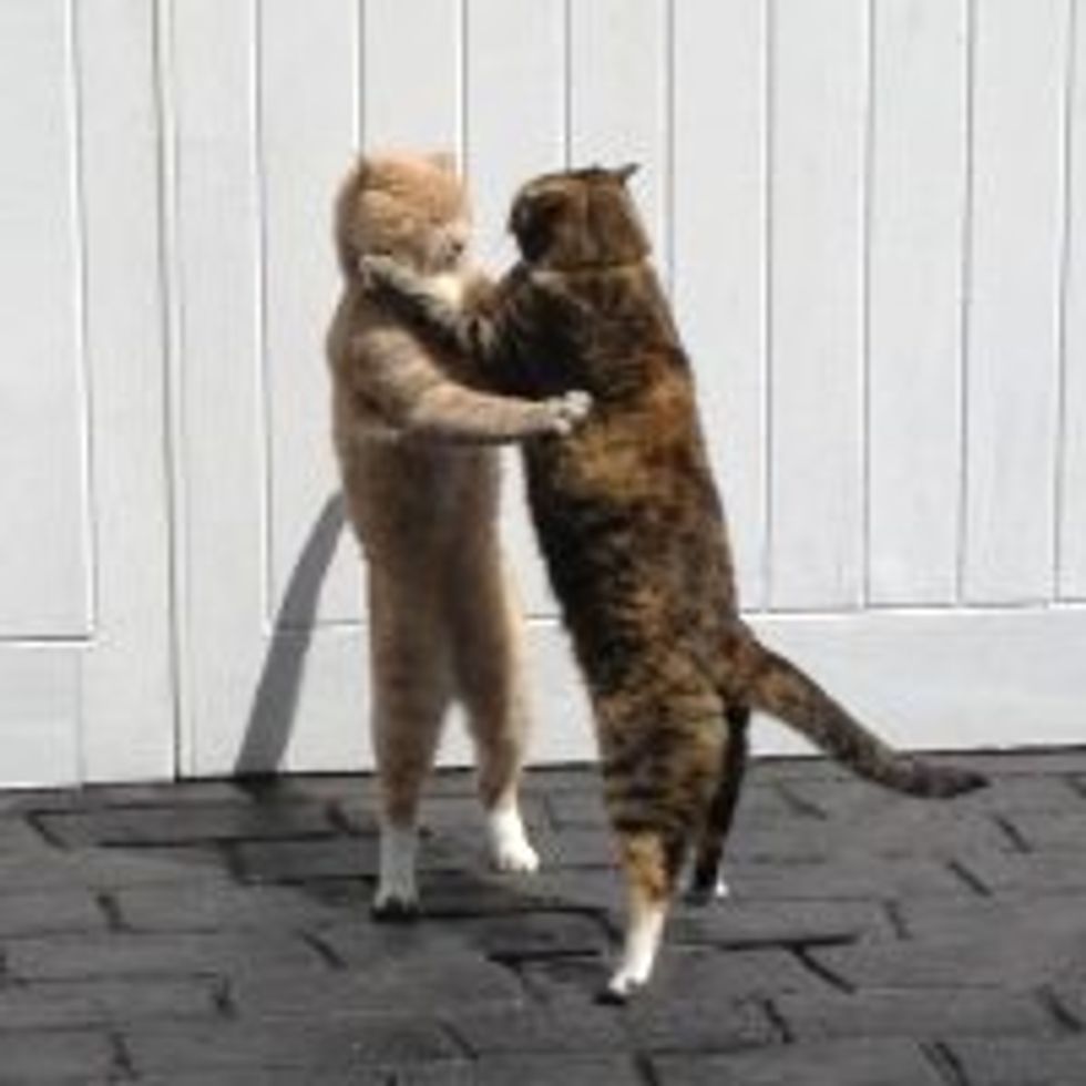 Cats Don't Fight, They Dance!