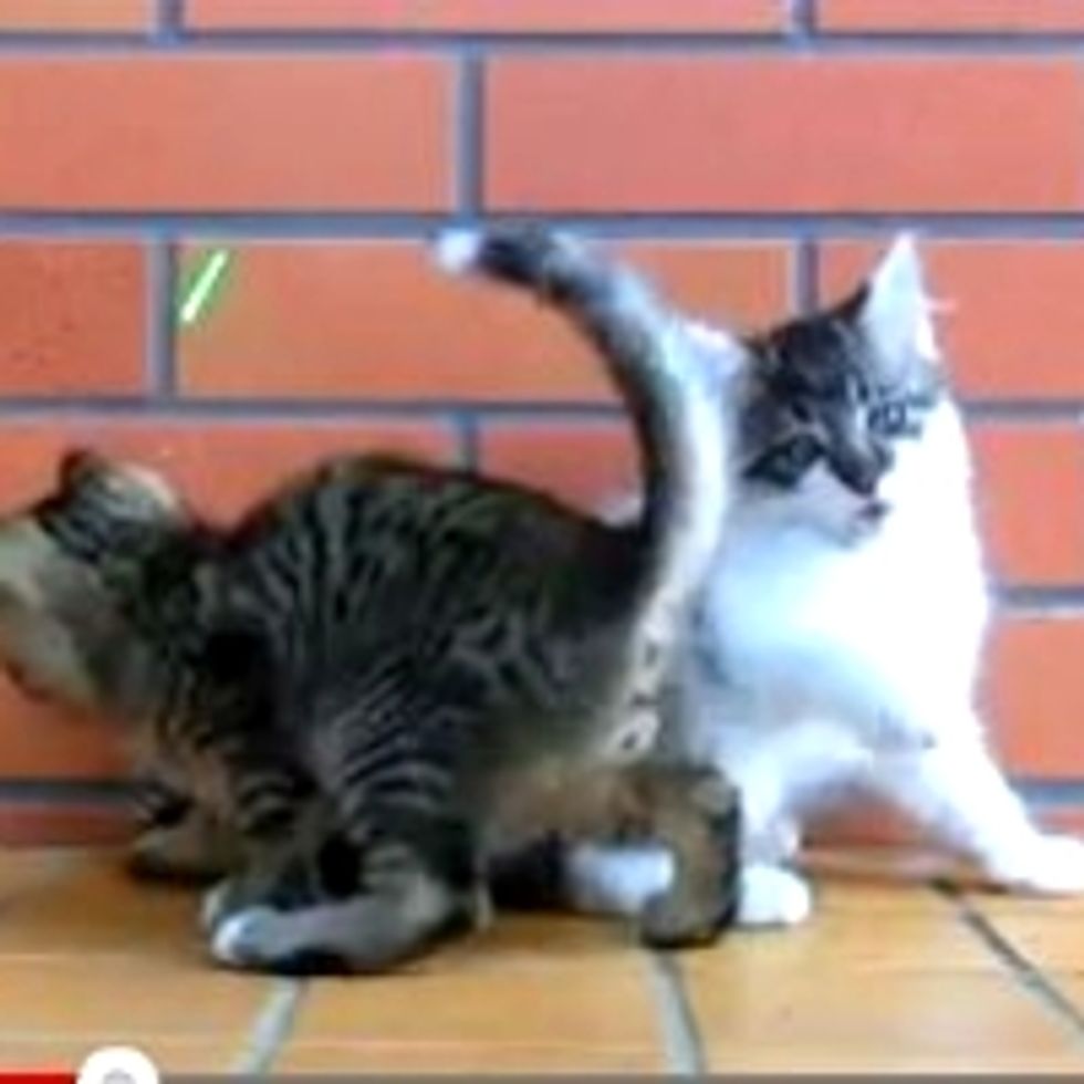 Two Kittens Playing Together: One Focused, The Other Distracted