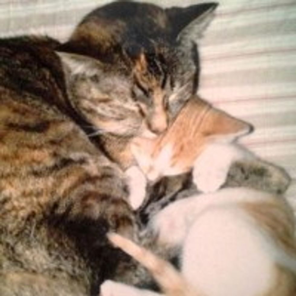 Kitty Finds Surrogate Cat Mama