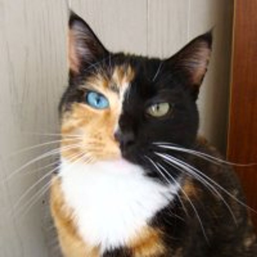 Whiskey Anne the Odd-eyed Two-Faced Rescue Stray