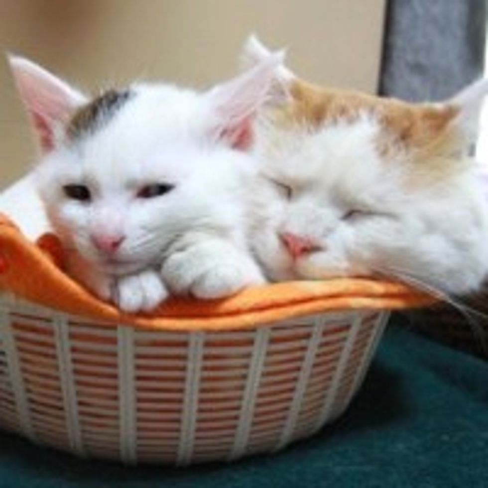 Shiro and Mimi: Sharing Basket