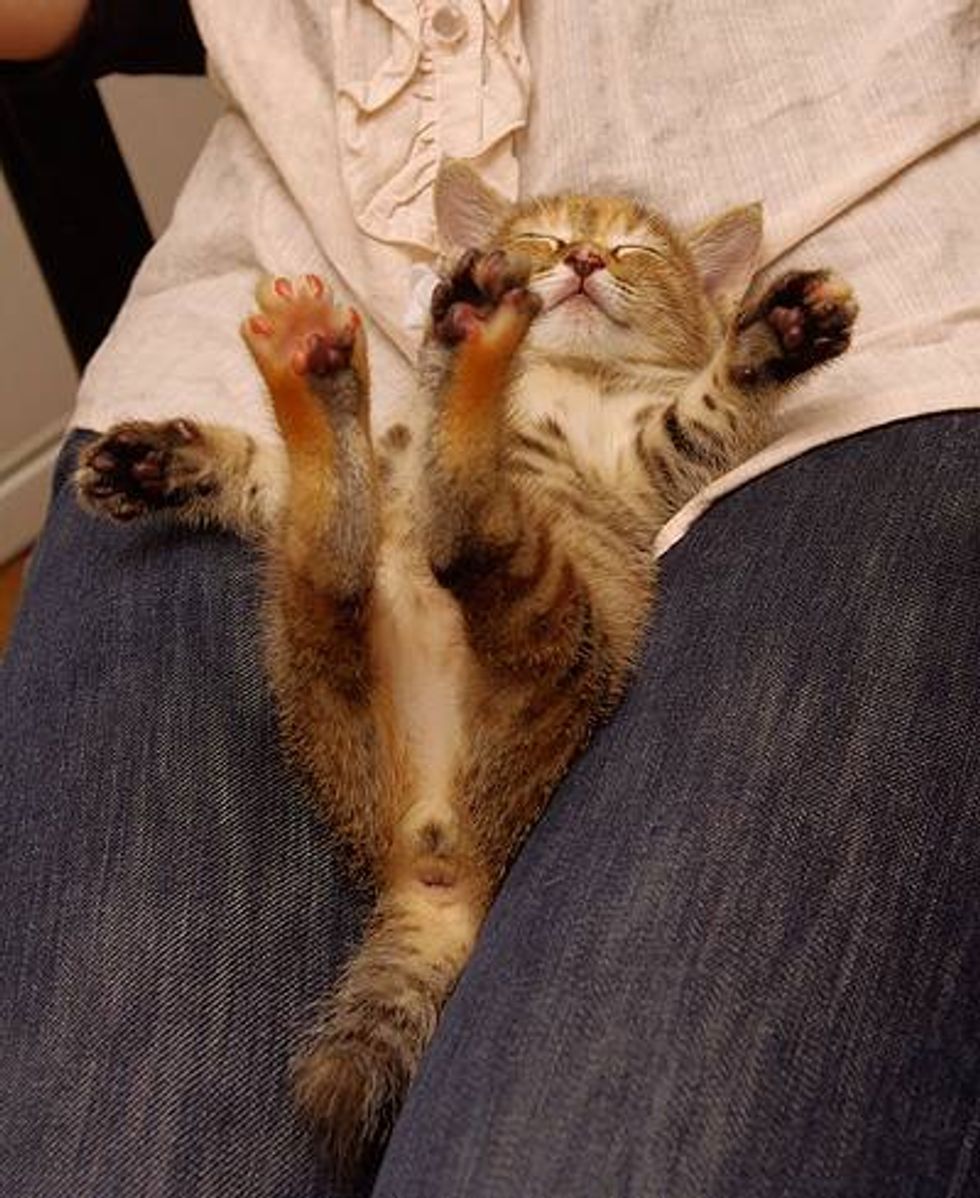 Tabby Found on Door Steps Finds New Home - Love Meow