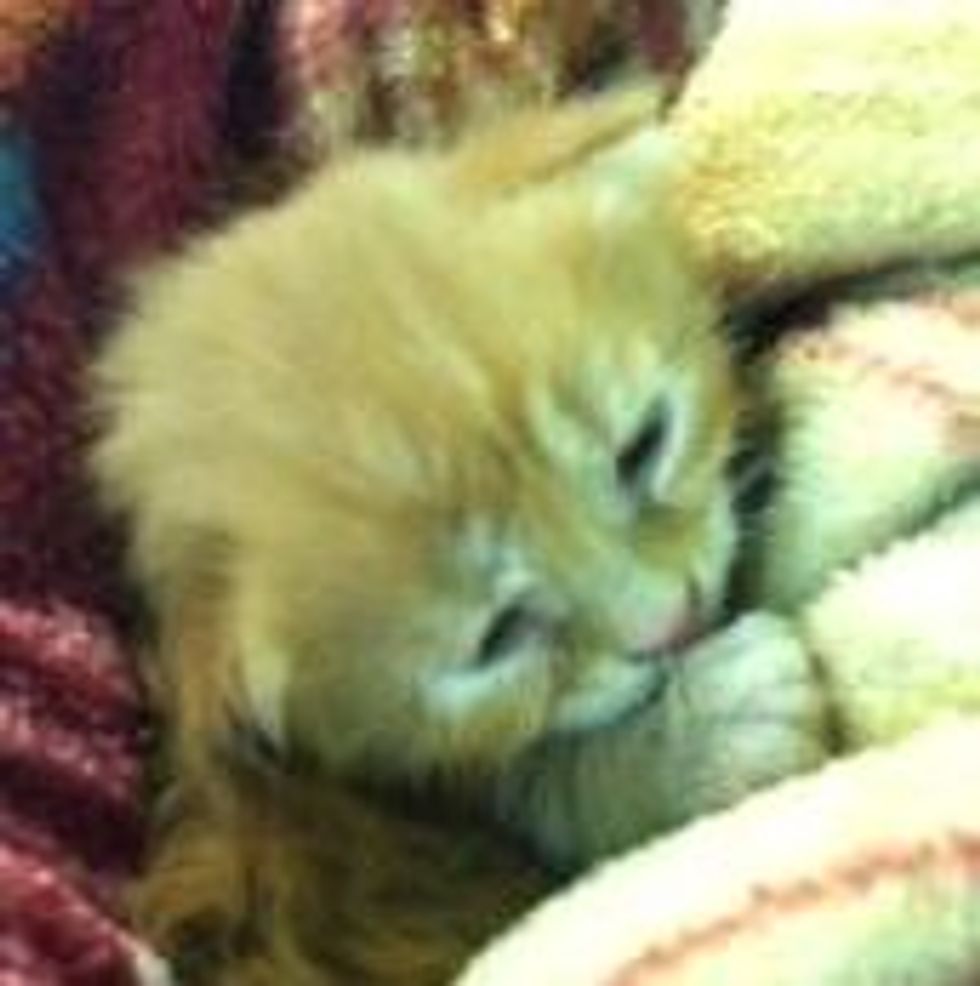 Kitten Survived Front Loader, Saved by Construction Crew