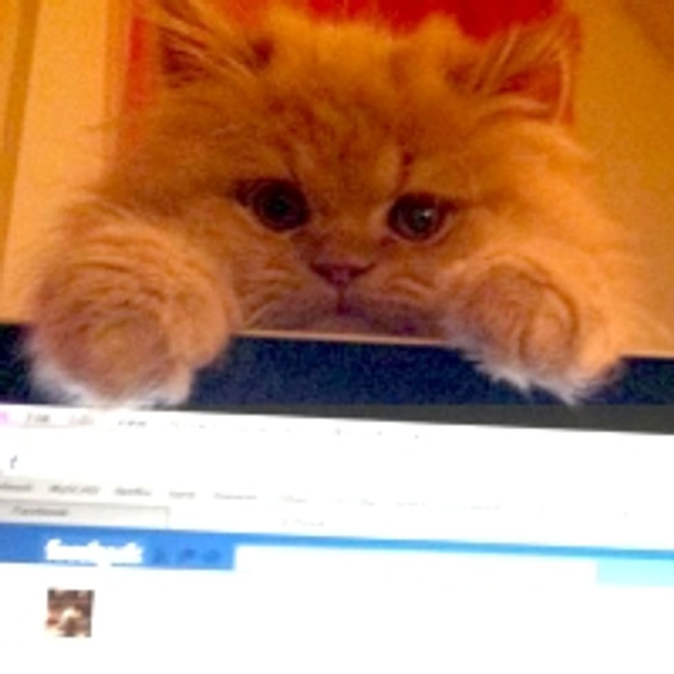 Kitty Demands Mom to Get off Facebook