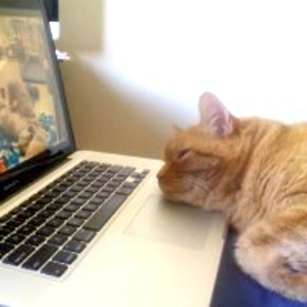 Baba the Cat Loves Watching Live Feed of Puppies