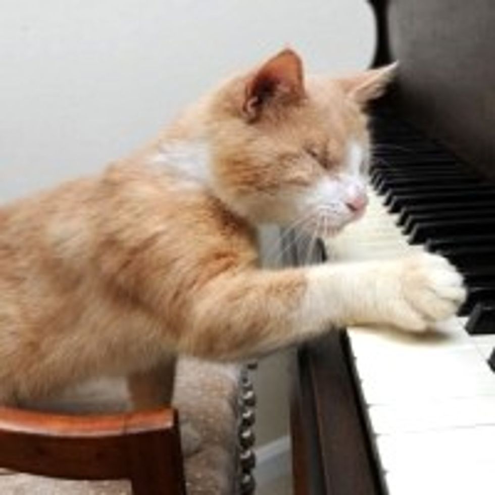 Stevie Wonder the Blind Piano-playing Cat