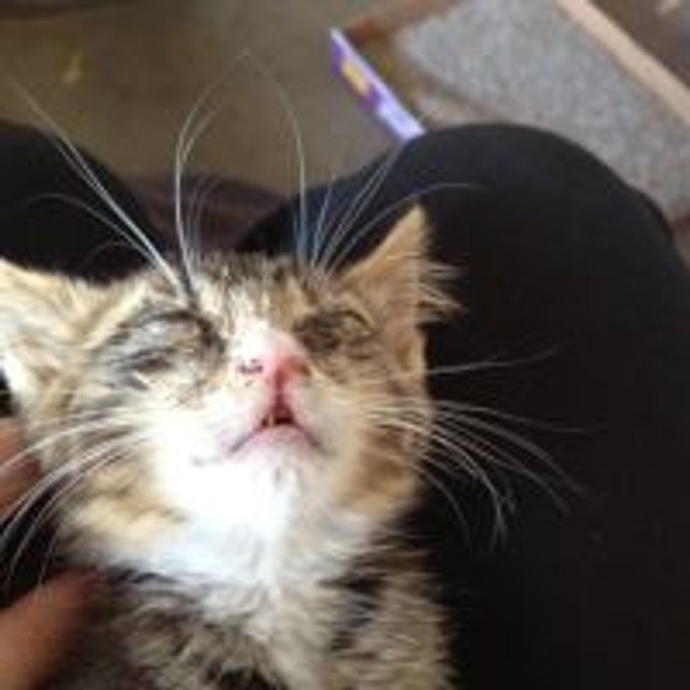 Mondo the Tabby Given Second Chance: Amazing Transformation