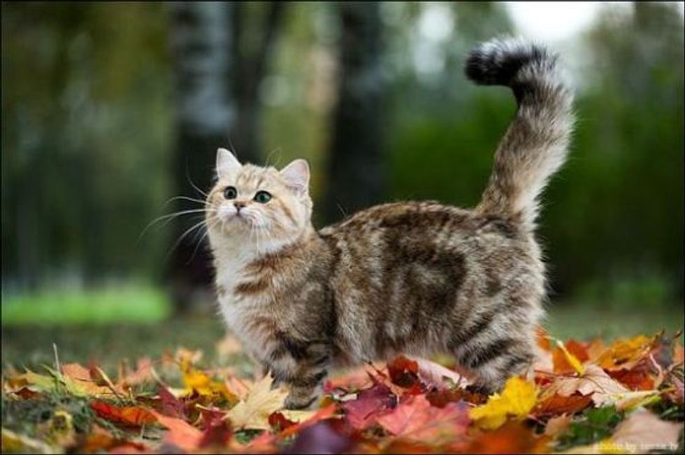 Kitty in a Fall Mood - Love Meow