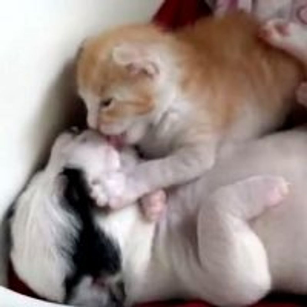 Teeny Kitten Mango Loves His Puppy