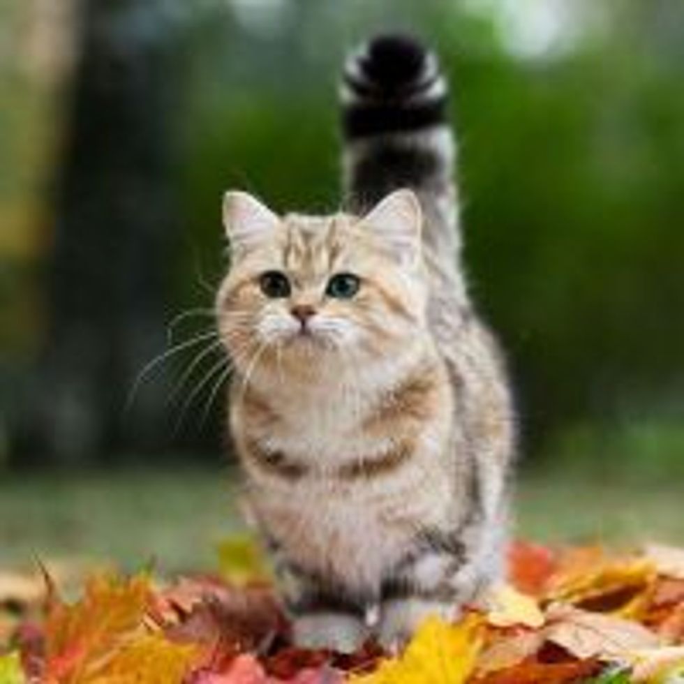 Kitty in a Fall Mood