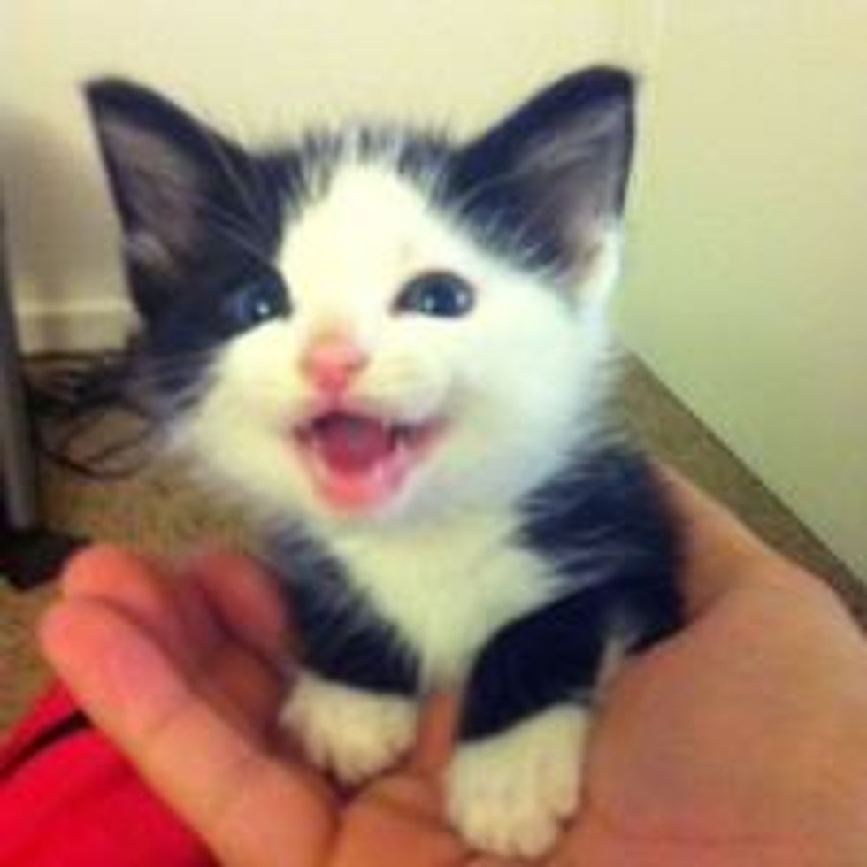 Meow! Smile!