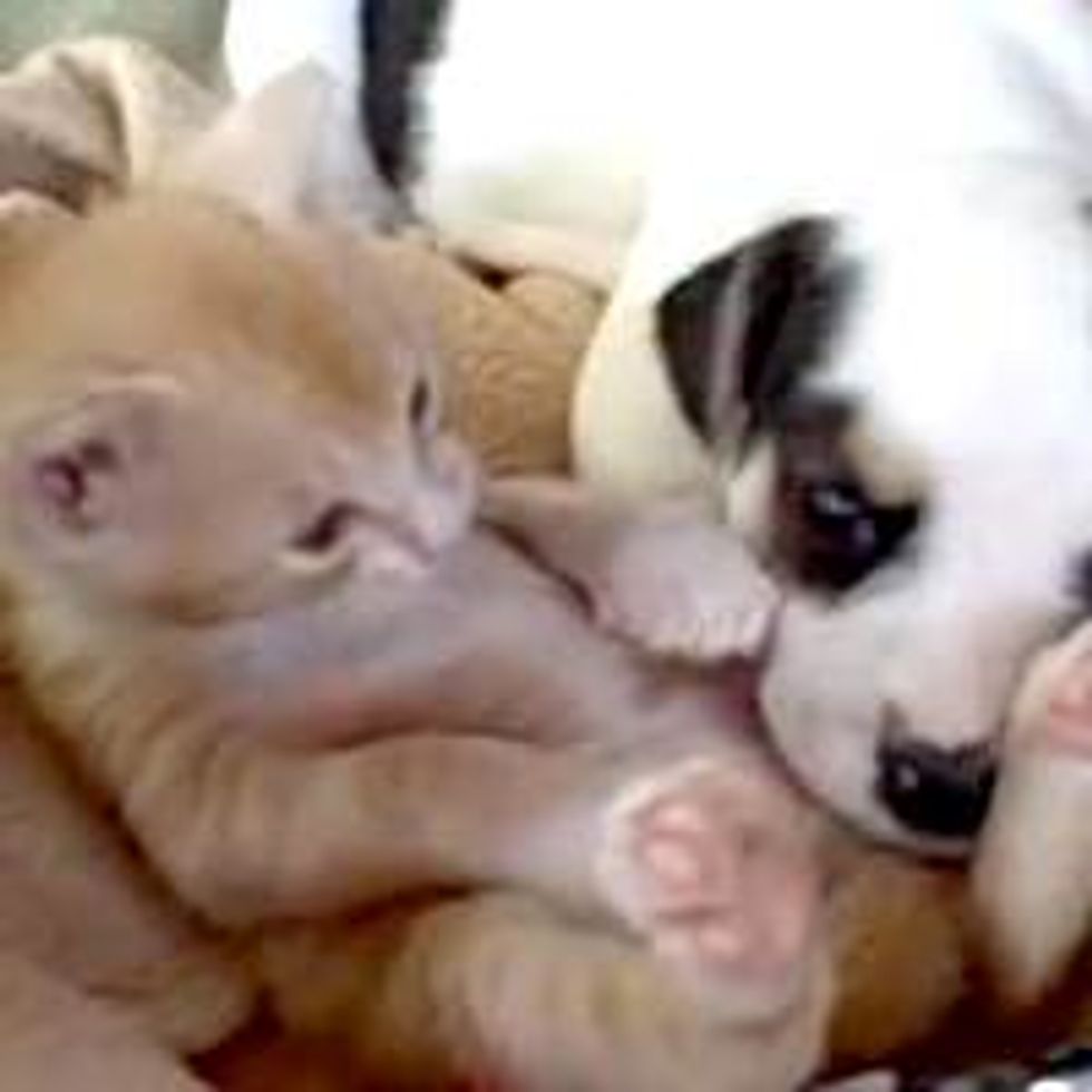 Mango the Kitten and Milkshake the Puppy: Cute 'splosion