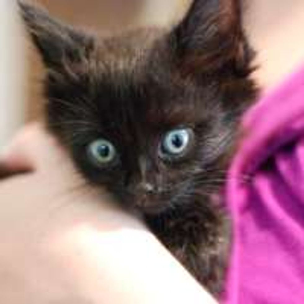 Rescue Black Kitty from Quadriplegic to Moving Again