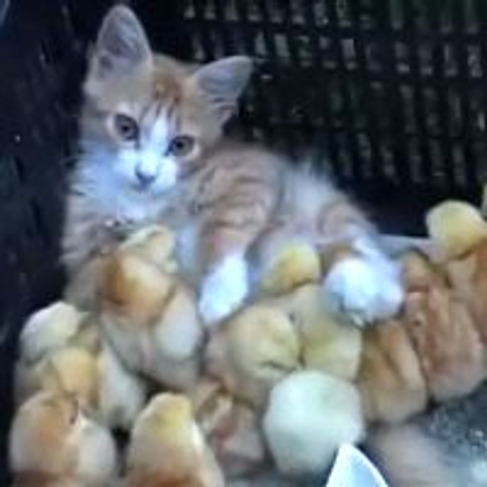 Ginger Kitten and His Entourage of Chicks