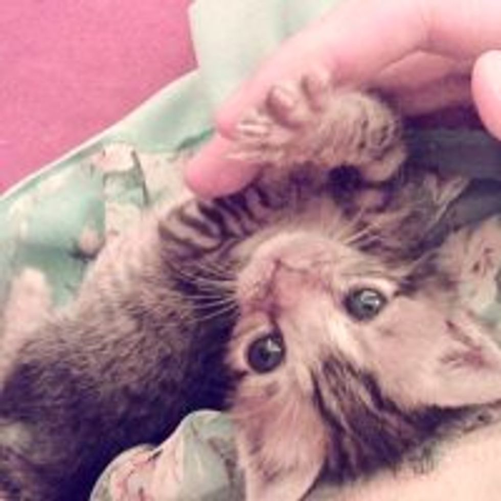 Tiny 10-Day-Old Tabby Kitten Rescued by Dog