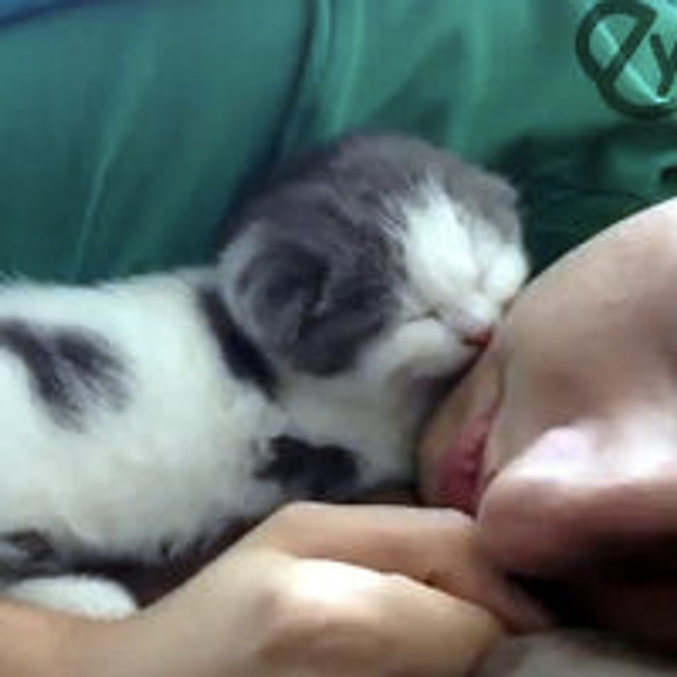 Cute Sleepy Kitty Naps with Human Dad