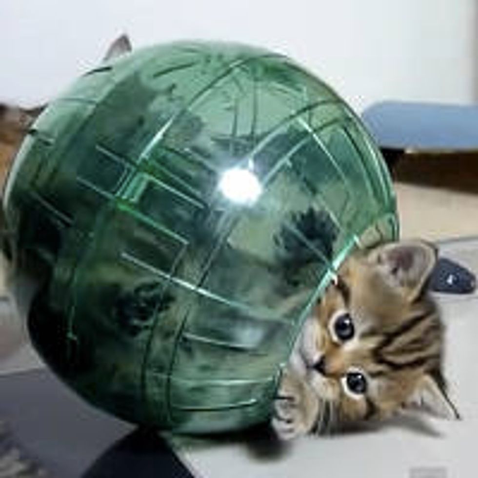 Playful Kittens: Cuteness 'splosion!