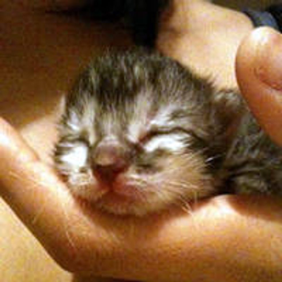 Journey of a Little Rescue Orphan Kitten