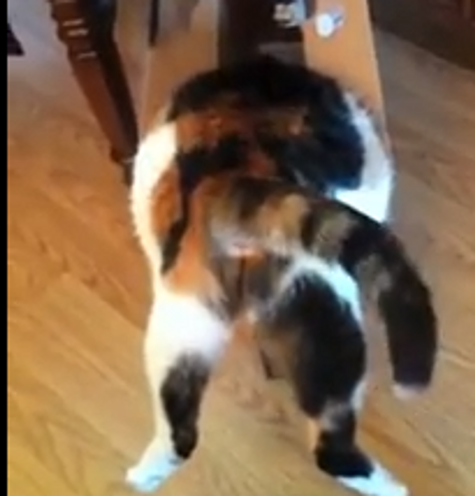 Kitty Attempts a Slim Box