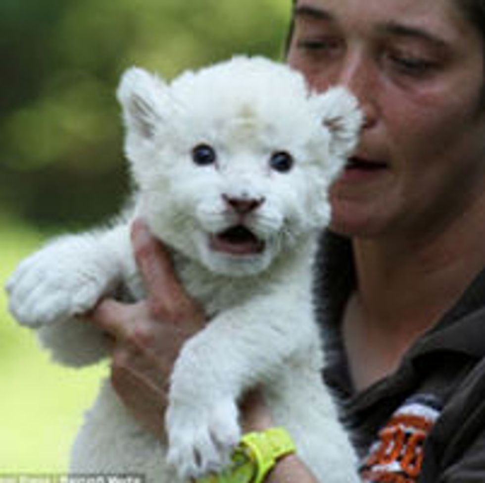 White Lion Cub Adopted by Dog