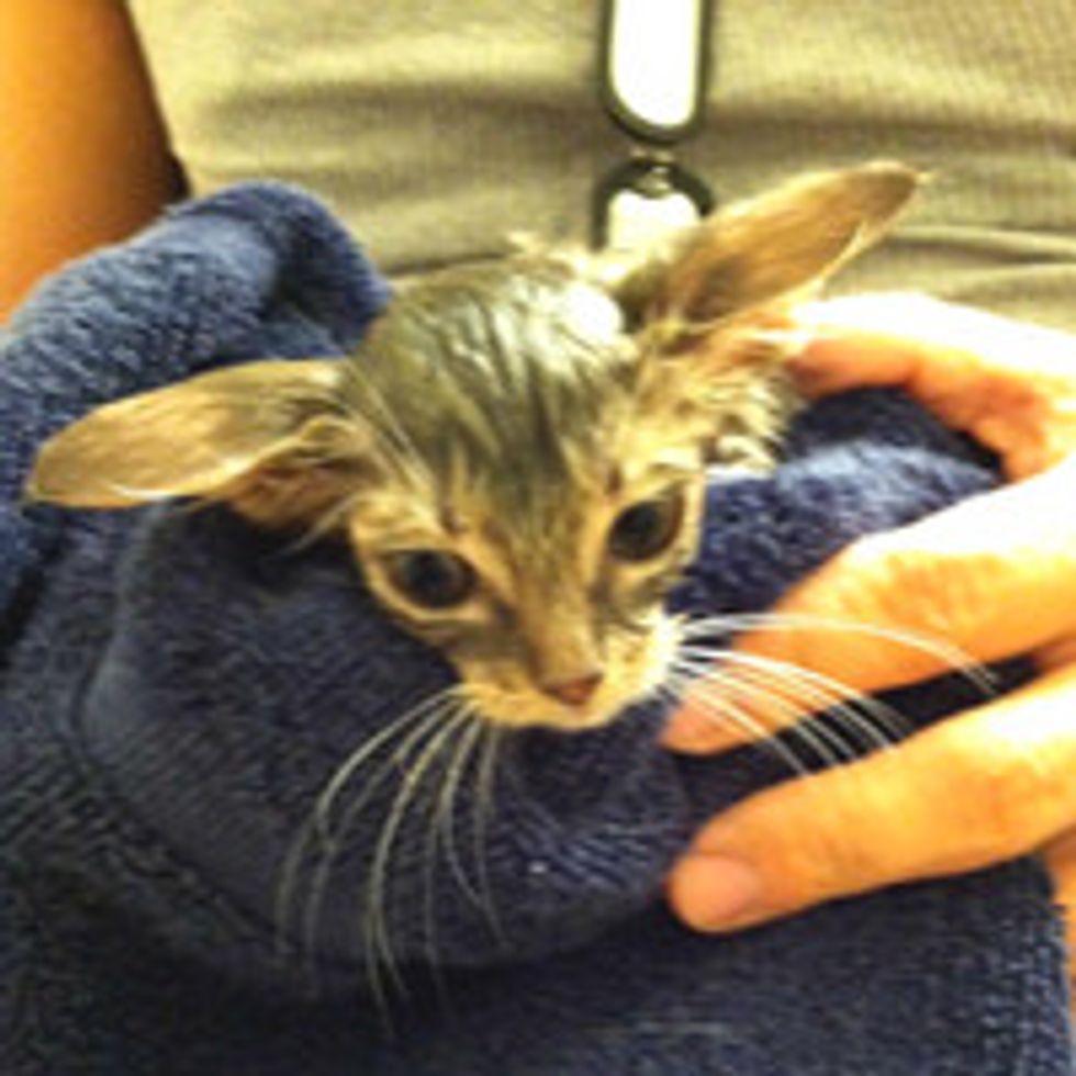 Traffic and Hail Storm Kitty Gets a Second Chance