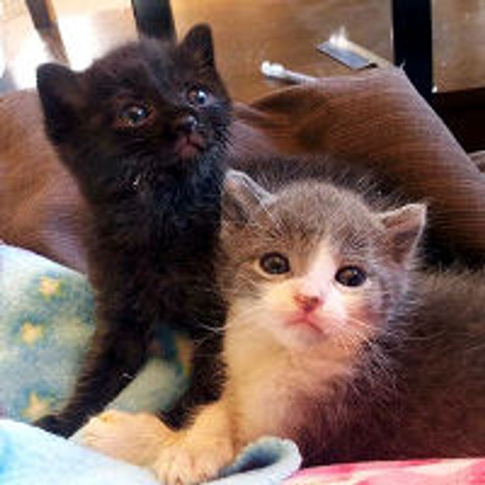 Love Changes Lives of Tiny Fosters