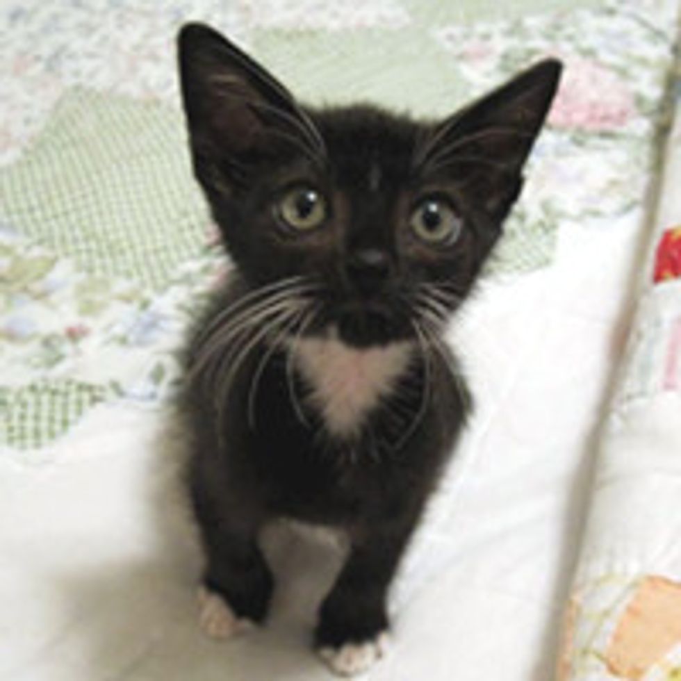 Tiny Tuxedo Kitten Saved at Car Wash, Now Living the Dream
