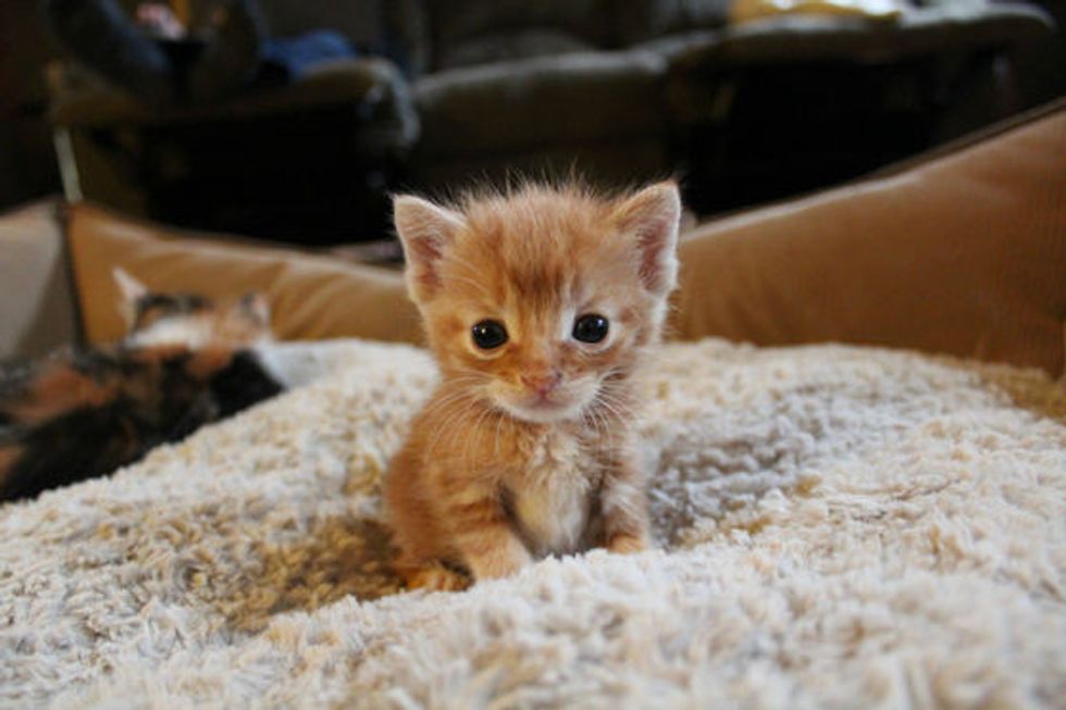 Itty Bitty Foster Ginger: Hobbes