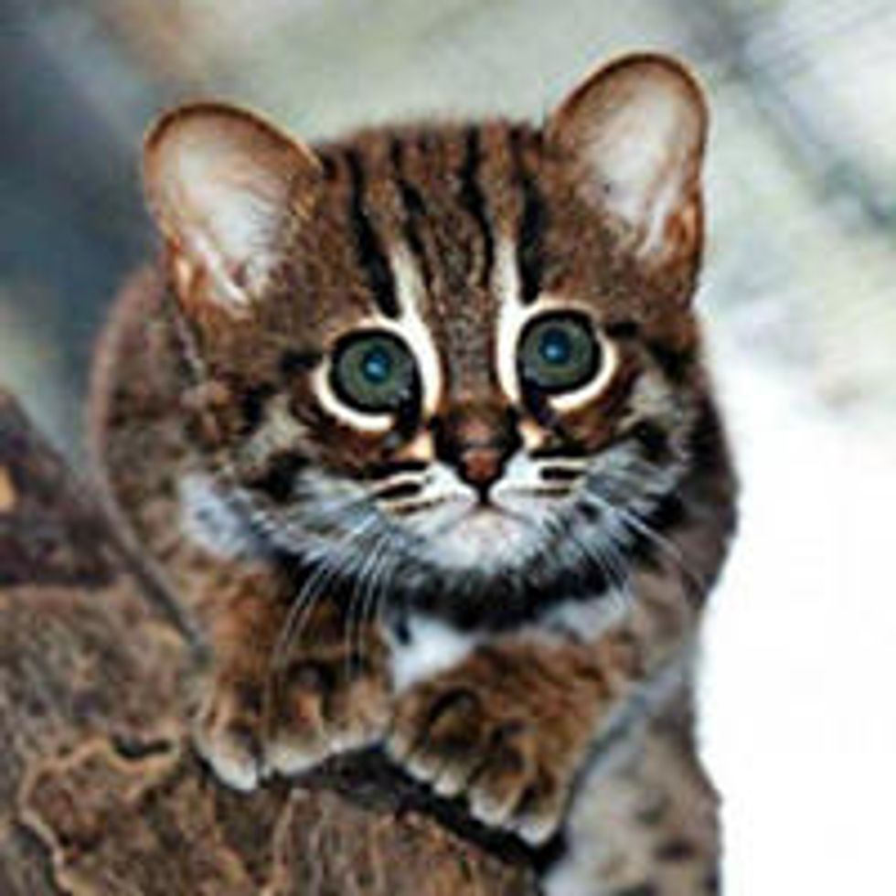 World's Smallest Wild Cats, Rusty-Spotted Cats, Make Appearance in Berlin