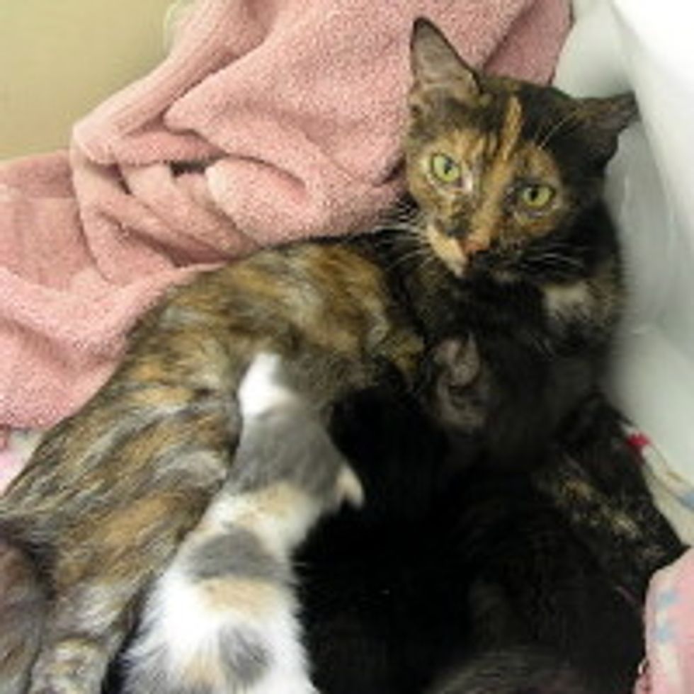 Super Cat Mama Adopts Abandoned Kittens