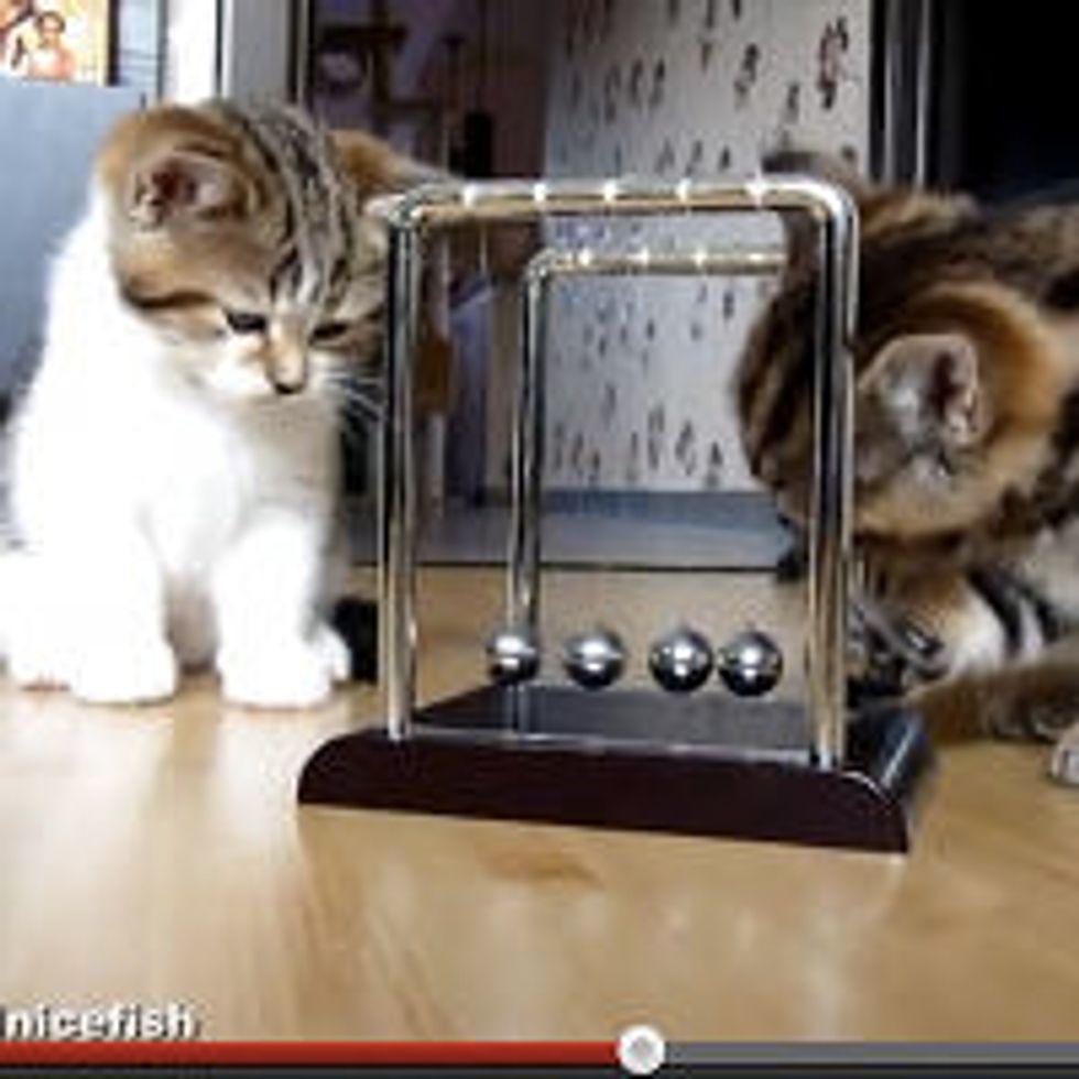 Kittens Learn Physics