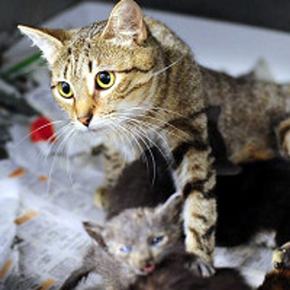 Rescue Cat Adopts Orphan Kittens, Need Foster Home