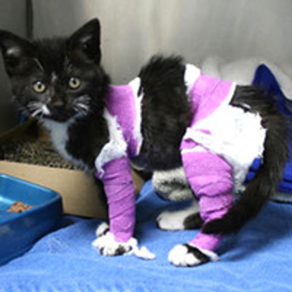 10-week-old Kitten with Burns Finds Hope